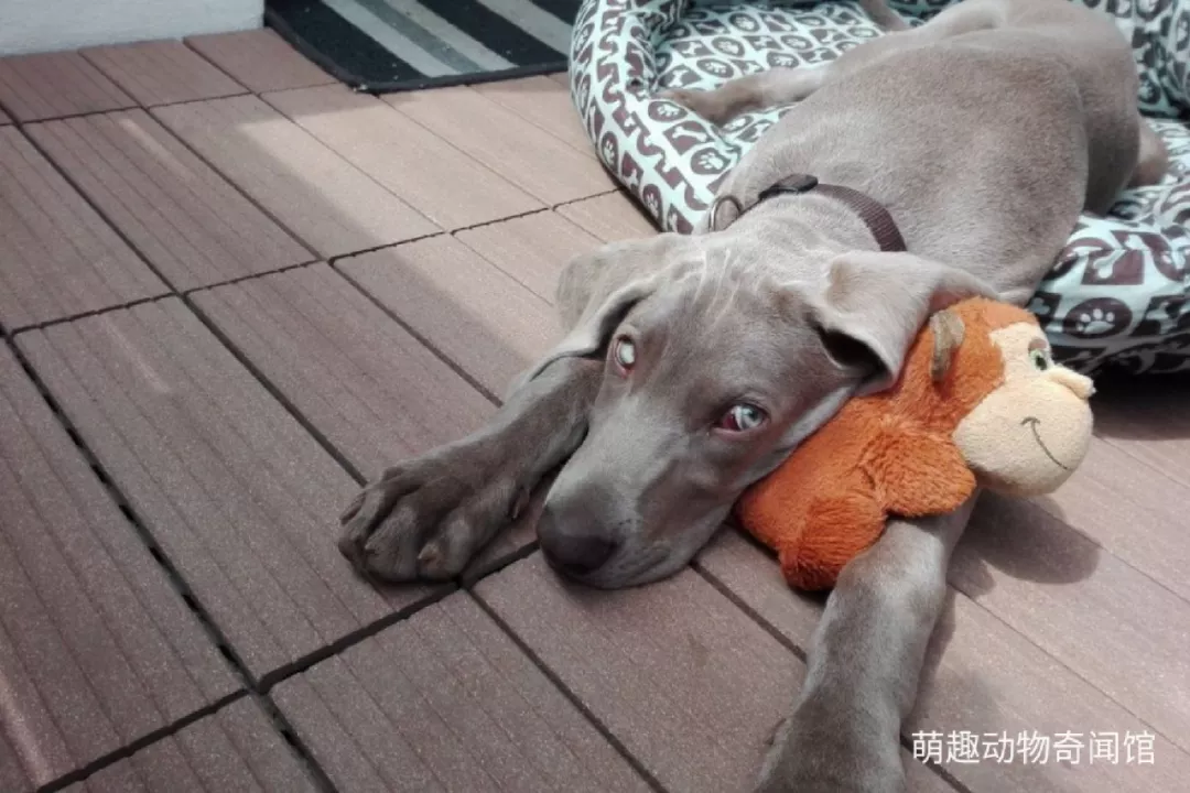 交易 德国一狗贩枪杀狗狗，最终被判两年三个月监禁