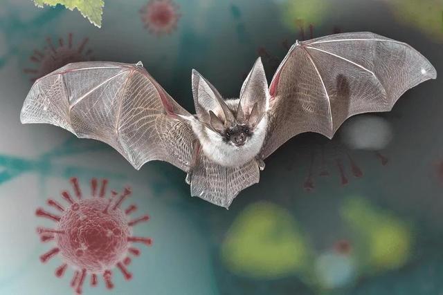 蝙蝠 蝙蝠被很多人厌恶，但是人类的生活却离不开蝙蝠，原因是什么？