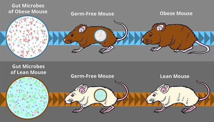 小帐儿 狂吃不胖的人，只因为肠道里多了这种菌