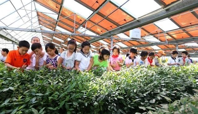 你看看这个世界 重庆美心红酒小镇:举办耕牛选美比赛,能重现洋人街风采吗?