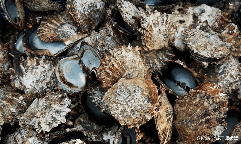 GIC珠宝鉴定师媛媛 这么一个小镇，可以生长出世界上最美丽的海水珍珠，成为珍珠之都