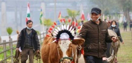 你看看这个世界 重庆美心红酒小镇:举办耕牛选美比赛,能重现洋人街风采吗?