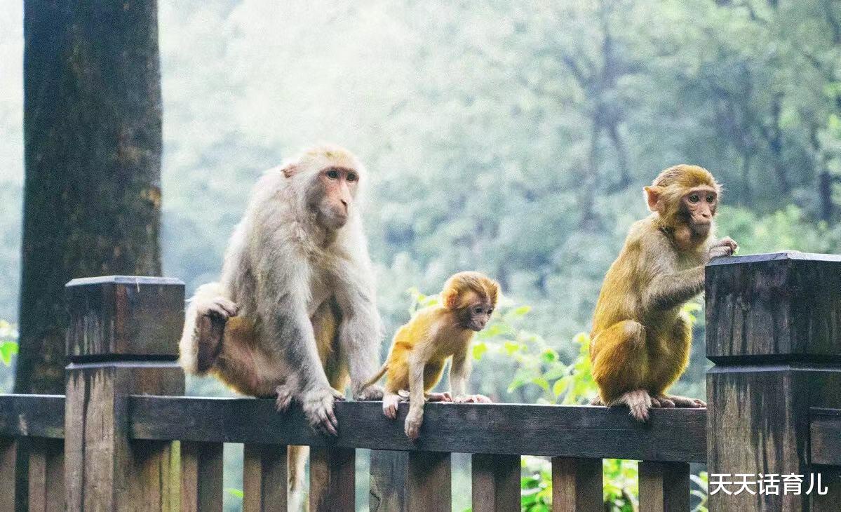 天天话育儿|暑假去哪里玩儿？动物园是个好去处，一定要告诉孩子原则性问题