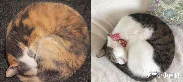 哺乳动物 动物的耳朵，大自然的“馈赠”它们能听到大部分人类听不到的声音