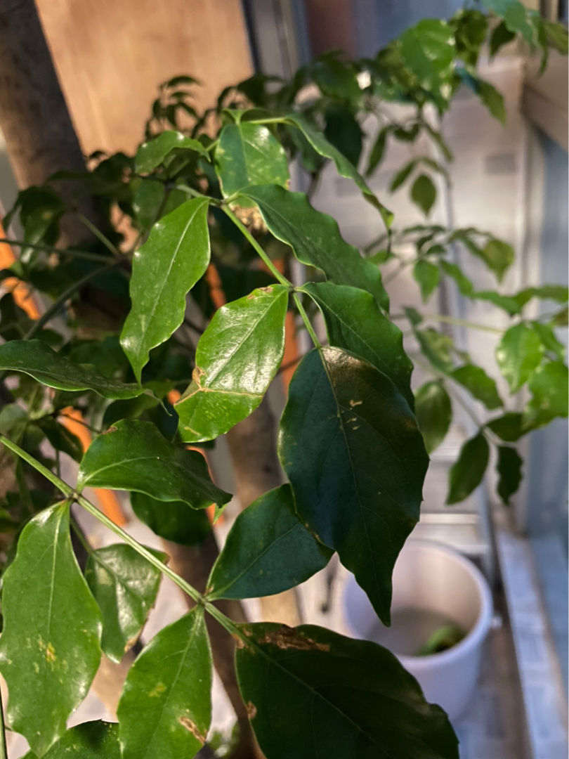 花百科 菊花秋冬季节“回光返照”，是好事还是坏事，每日一答环节开启