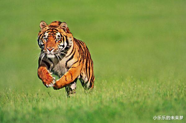 小乐乐的未来梦|虎虎虎:8月家里有好事儿到,不但金钱翻番,渐渐地也有挣大钱的希望