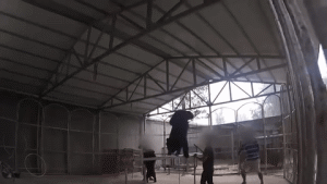 白色污染 新冠爆发超2亿人感染，438万人死亡：人类消失的日子，水清了，天蓝了，动物开始了一场狂欢