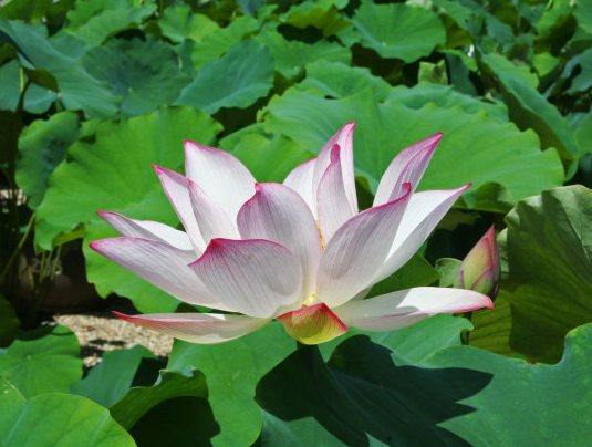 桃花朵朵开|6月份开始，贵人助力，4属相桃花朵朵开，顺利脱单