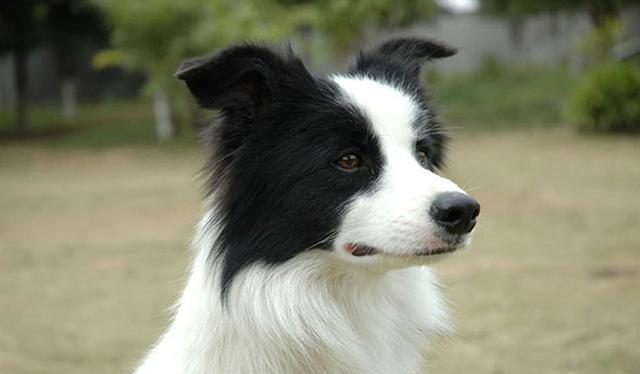 芷兰小时光|不可忽视宠物狗带来的家庭伤害,禁养宠物狗是我唯一的选择