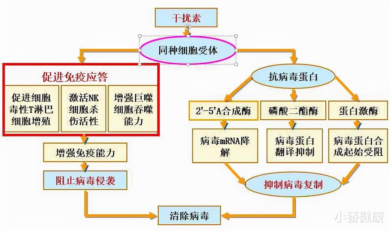 乙肝 乙肝美肝会前夕,先认识部分新靶点,以及主要作用机理