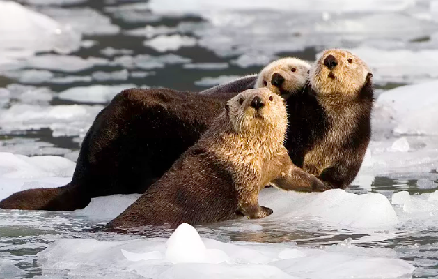 海獭 海獭蠢萌的外表下，隐藏了可怕的繁殖过程，是不折不扣的黑暗王者