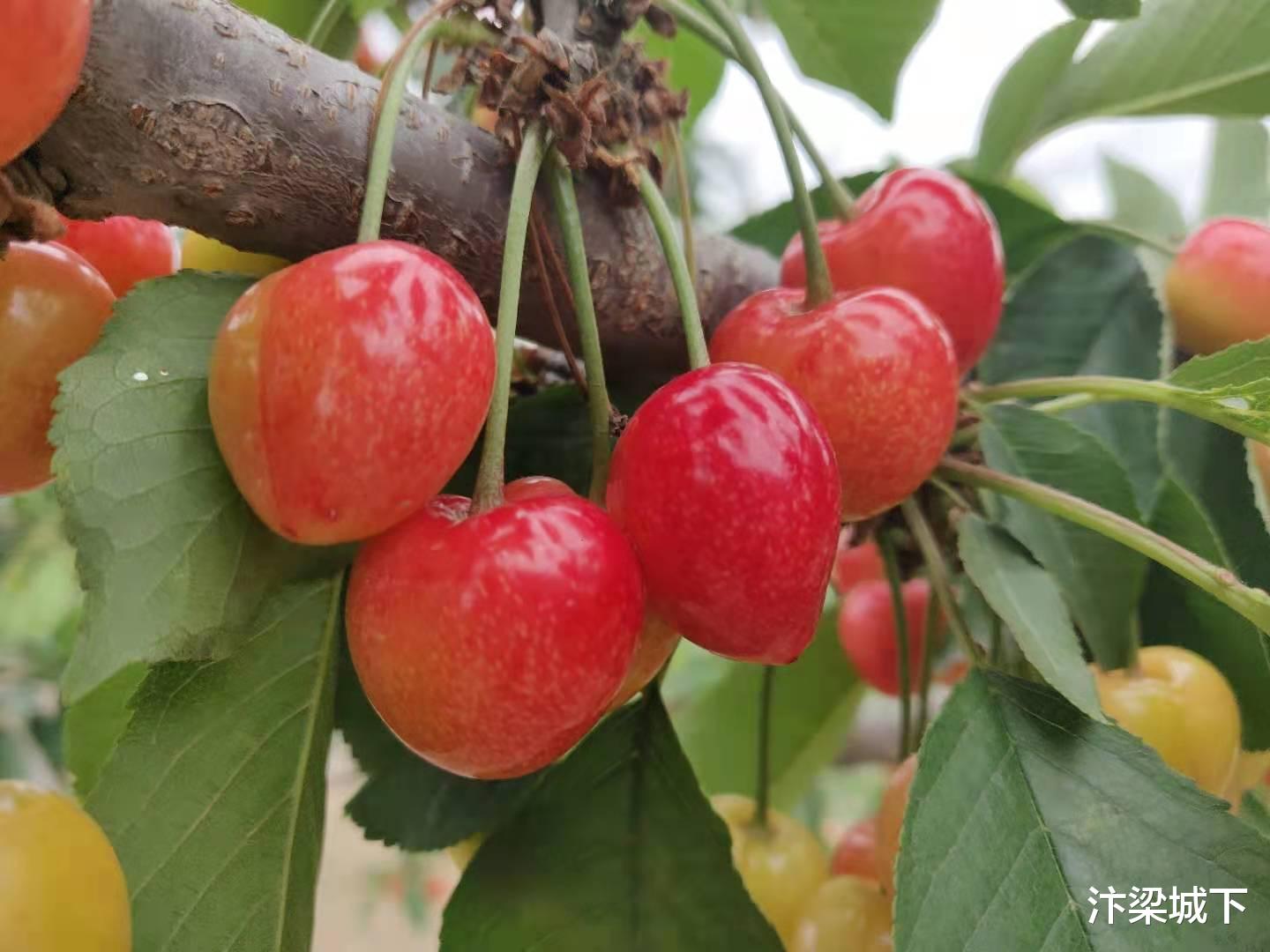 汴梁城下 汴梁头条 信佑德商贸被授予开封市人大农工委“委员之家”