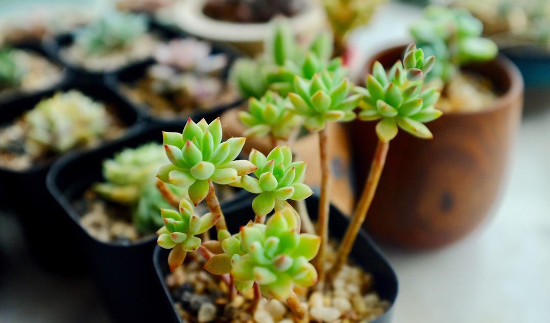 园艺印象|立秋后,露养多肉植物别性急!白露才是最佳时机