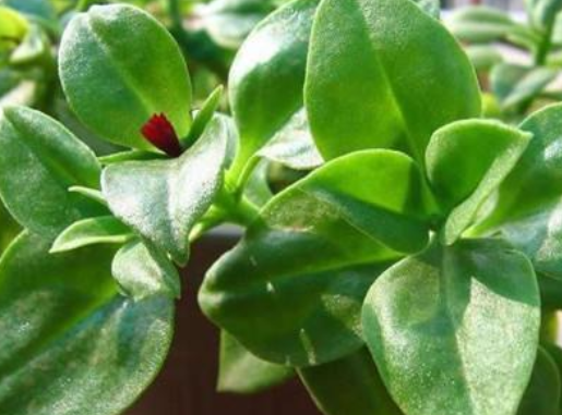 凉拌|这菜叶子是个宝,可惜很多人当草,尤其夏天要多吃,清热又去火