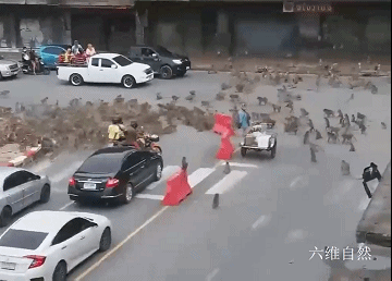 六维自然|泰国有两大群猴子街头争斗,数量多达几百只,疑似为争地盘食物