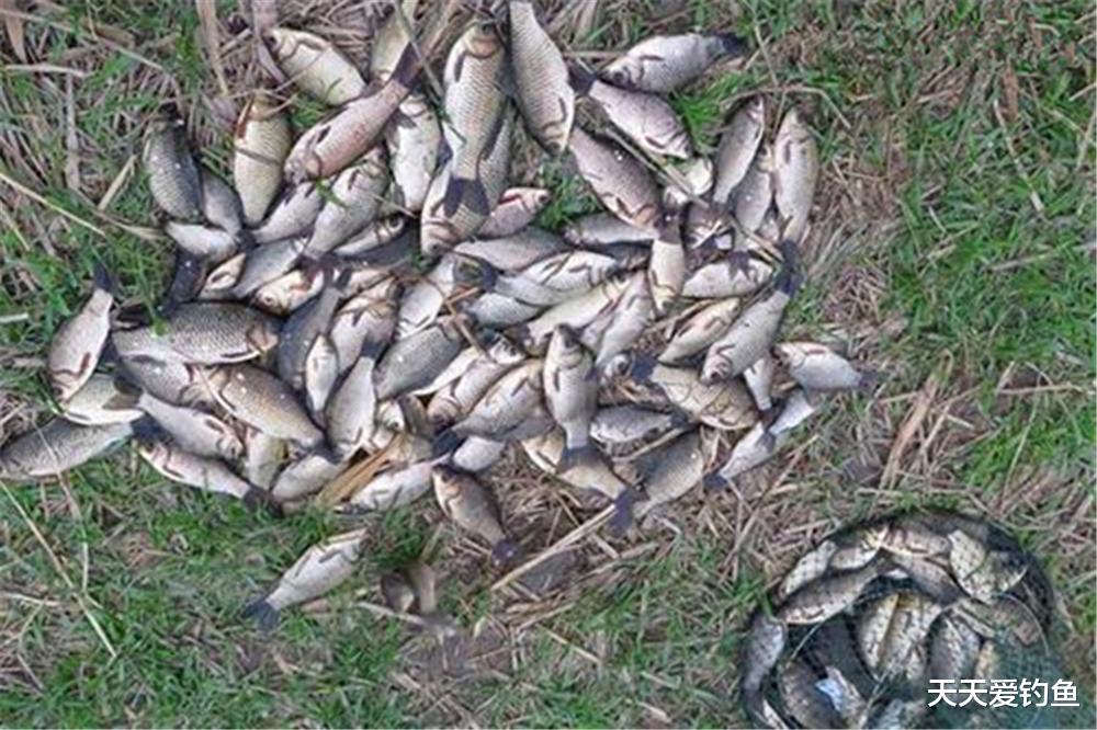 饵料|早春钓鱼，4宜4不宜！