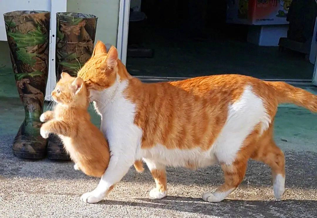 老虎 捏住老虎的后颈肉，它会不会像猫一样变乖巧？