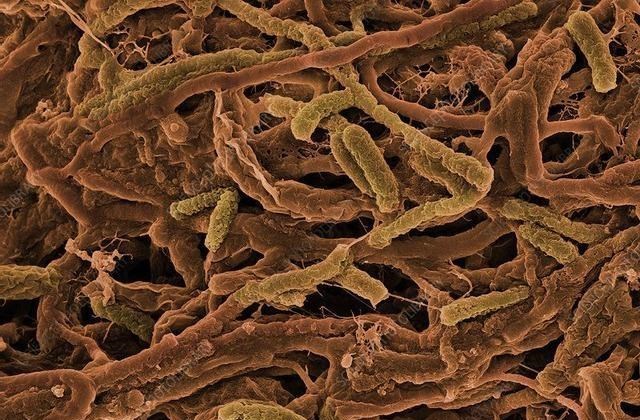 马里亚纳海沟 10975米的马里亚纳海沟，科学家最不希望看到的东西，出现了