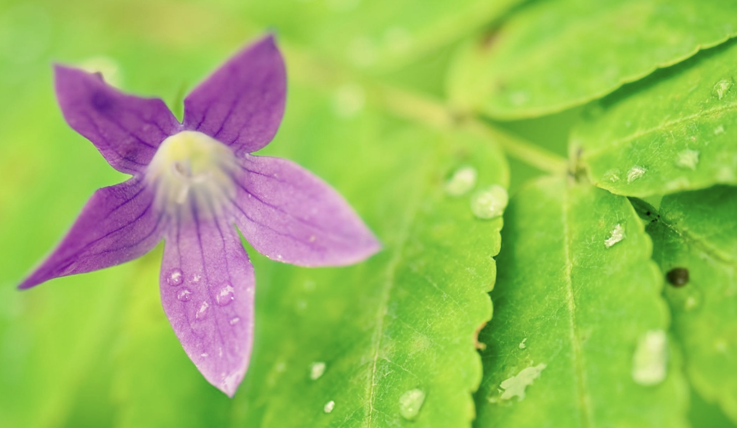 生肖夜梦|8月中旬，年少轻叹，辜负了年华，爱情初遇，寂静了时光，3生肖坠入爱河