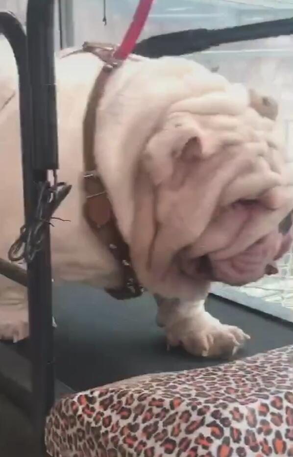 气喘吁吁|狗狗太胖要跑步，一路气喘吁吁，一见真容被吓坏了