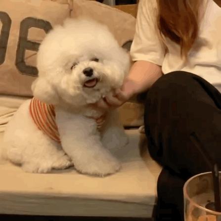 InsDaily 韩国快乐小奶狗爆红网络!看完心都快萌化了!