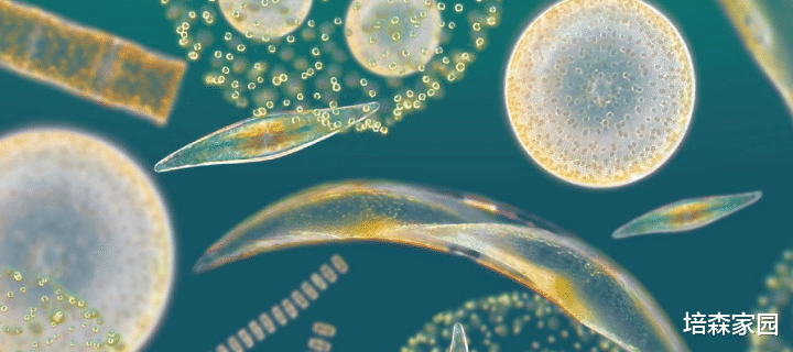 约翰·纳什 海洋中必不可少的植物