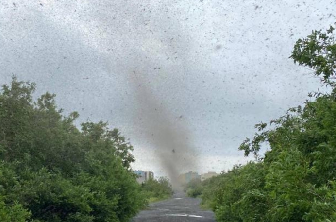 全球变暖 俄罗斯出现“蚊子龙卷风”,场景如科幻片,专家:它们在“群交”