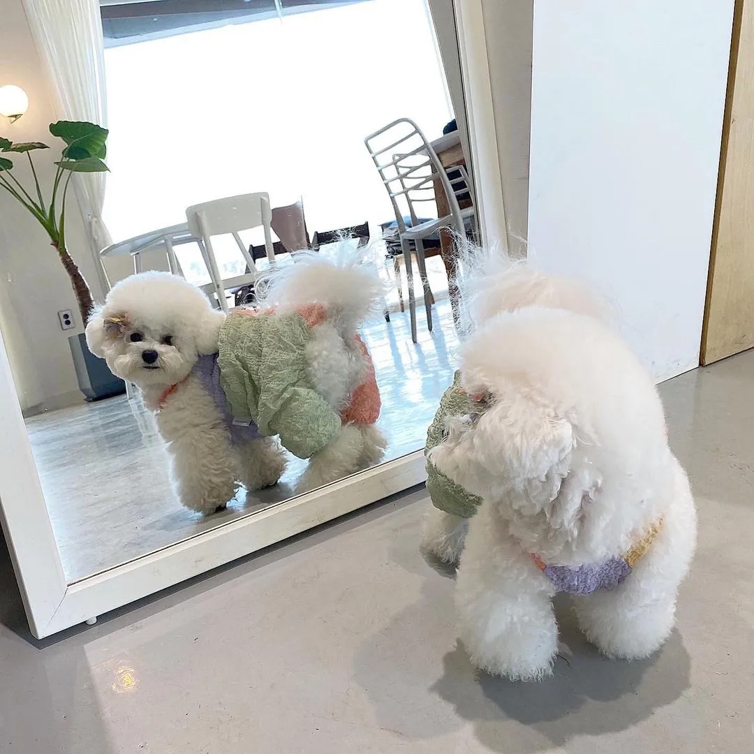 InsDaily 韩国快乐小奶狗爆红网络!看完心都快萌化了!