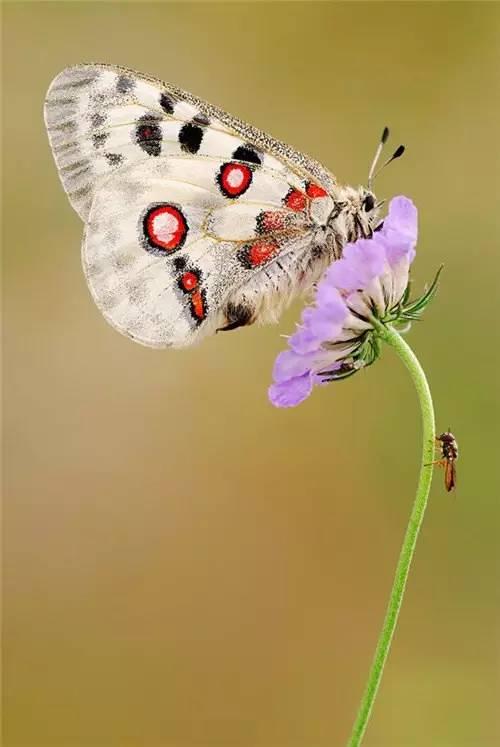 心理學：你覺得哪個蝴蝶最漂亮，測你內心住著什麼鬼，我是愛哭鬼-圖4