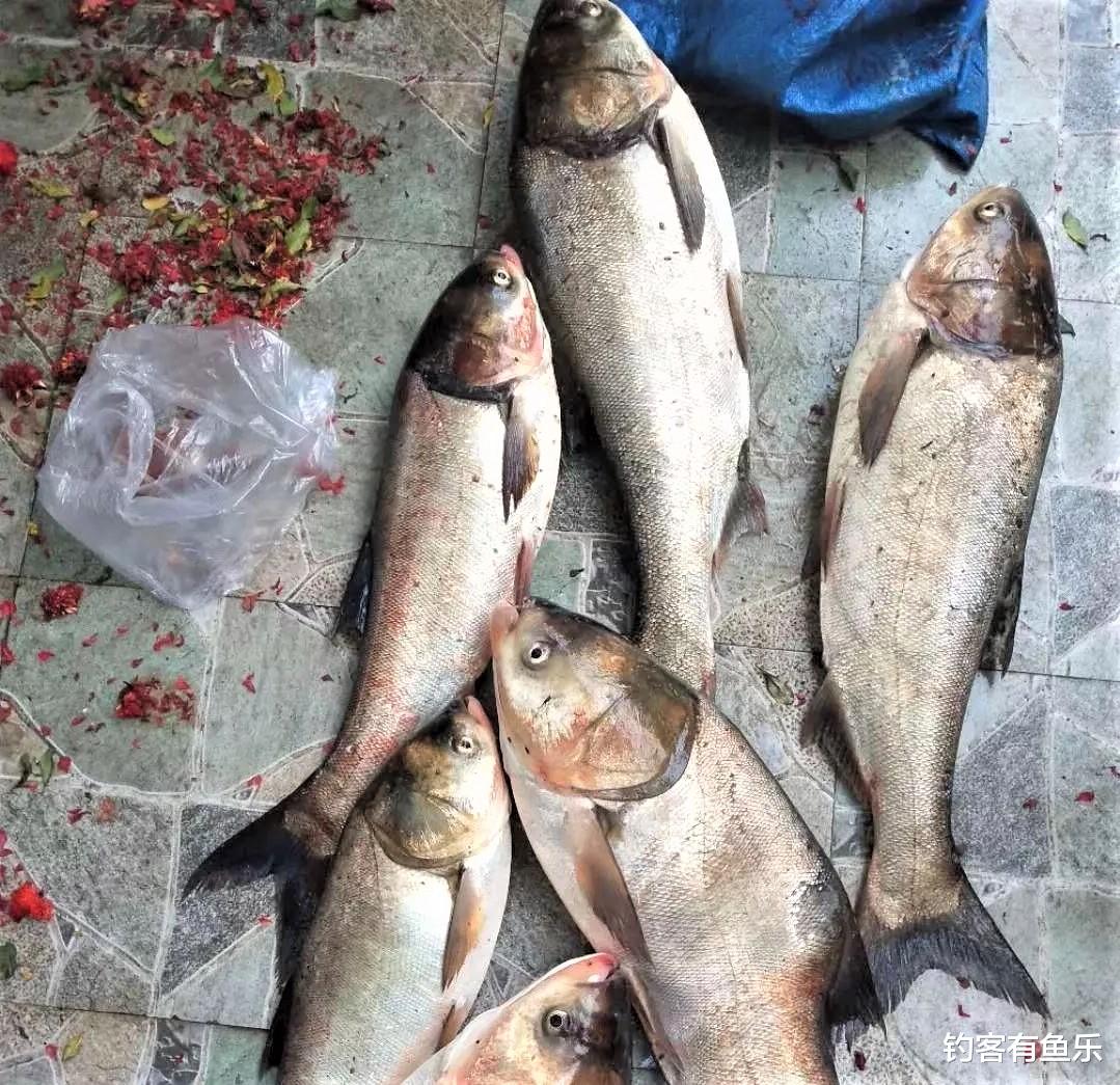 长沙|夏天钓鲢鳙，清楚几点要素，不会钓鱼的人也爆护