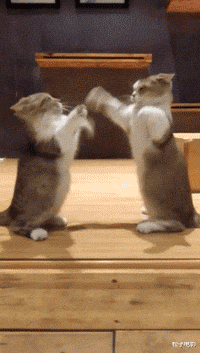 甄子丹|春晚亮点：终于见到吴京甄子丹“打架”，甄子丹笑场了