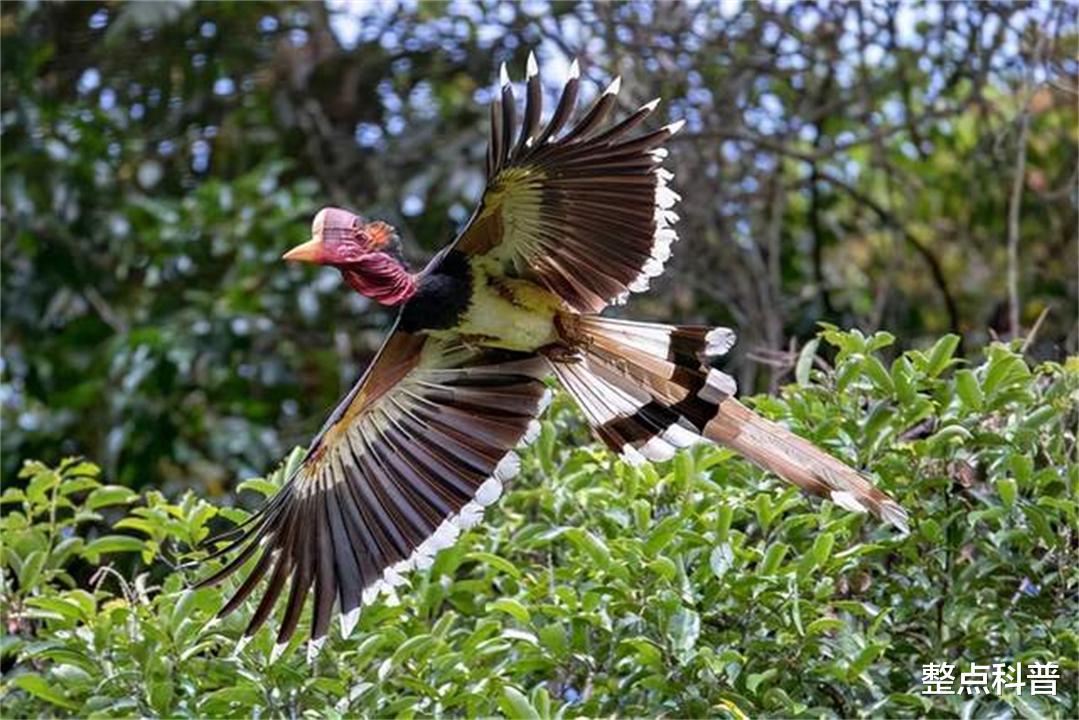 脑袋被人类盯上的鸟，头骨比象牙贵3倍，活着被取骨后只能等死