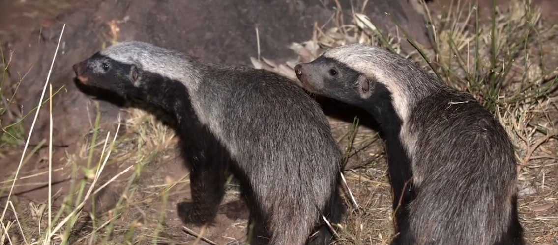 蜜獾 “平头哥”呆萌的外表下隐藏着凶猛，蜜獾能否吃完全岛毒蛇？