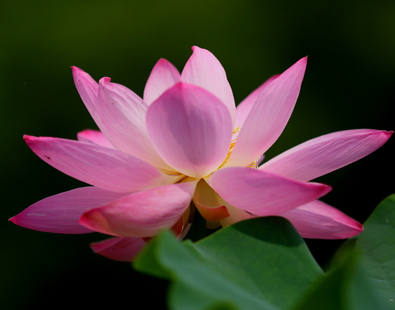 星临天下|7月11日开始,4属相福旺、喜事多,事业进步,生活锦上添花