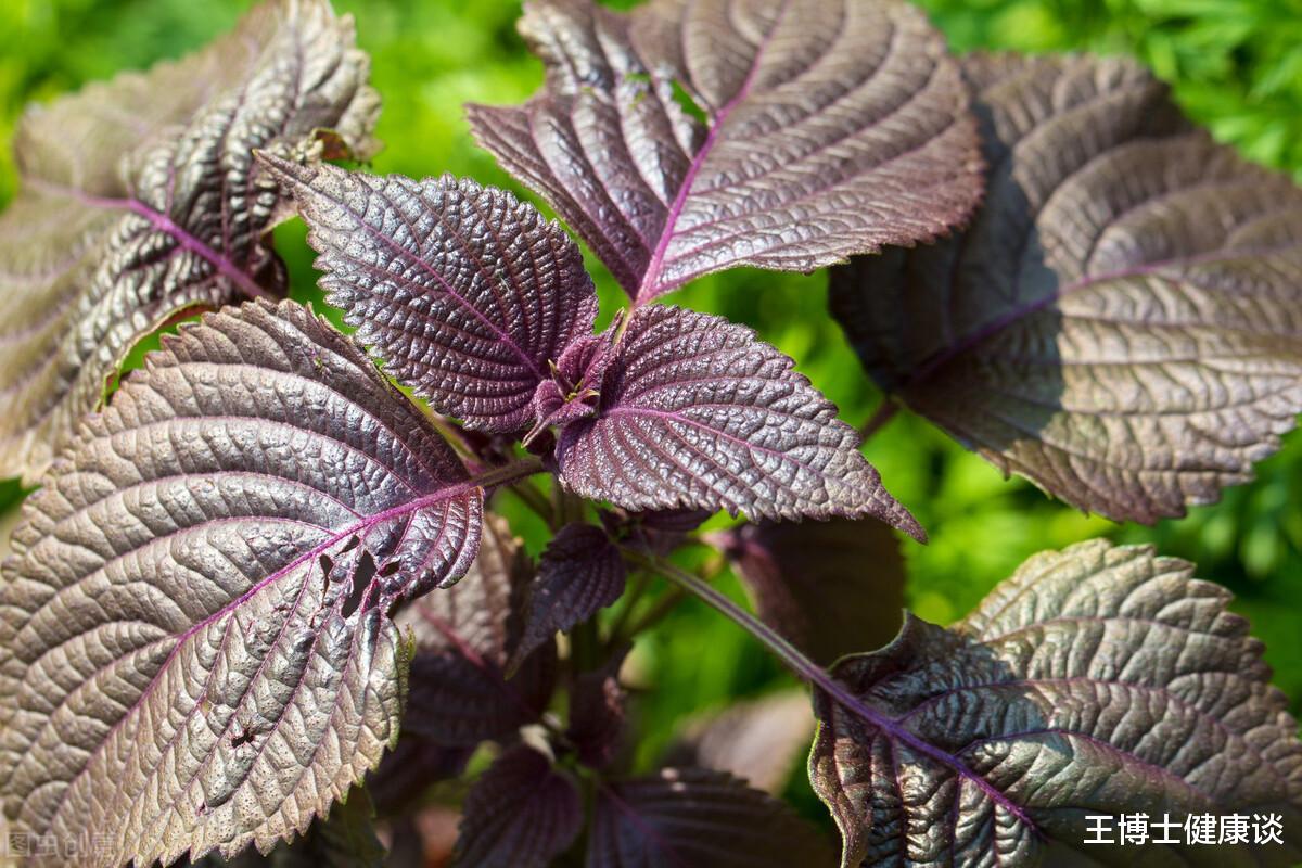 感冒|在农村,感冒、咳嗽都离不开这个菜,中医眼里它全身都是宝