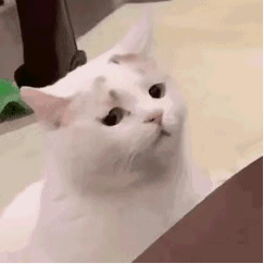 桉月|表情包：猫咪动图表情包 ???