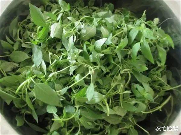 荆芥|被药用1600年，如今却被当蔬菜，冬季一斤20元，比香菜更冲