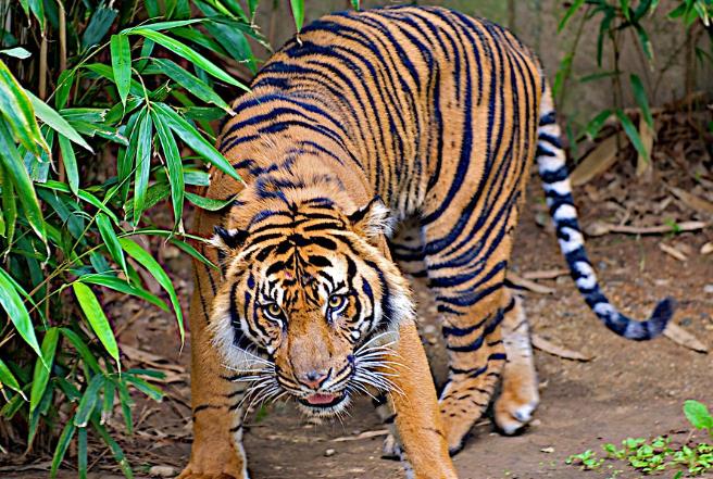 生肖|这三个生肖，因能力太强容易遭嫉妒，看看有你吗？