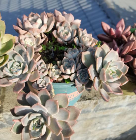 植萌|多肉度夏小经验,这4点做好,不用担心多肉度夏难