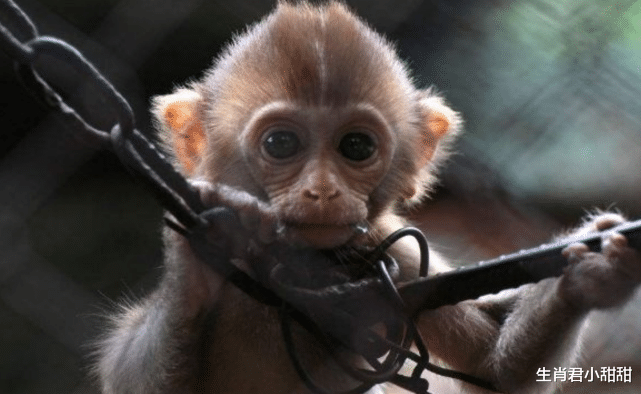 吉星|事业大红大紫,吉星高照福气旺,生肖猴被财运眷顾一帆风顺