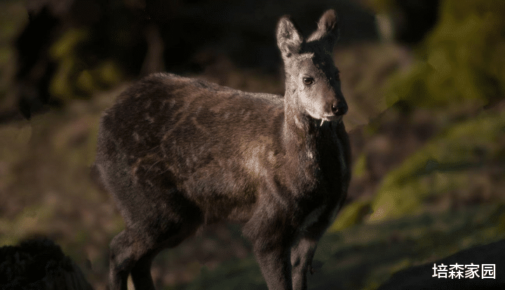 默沙东 这只麋鹿很奇怪，明明只吃草，却长着獠牙！