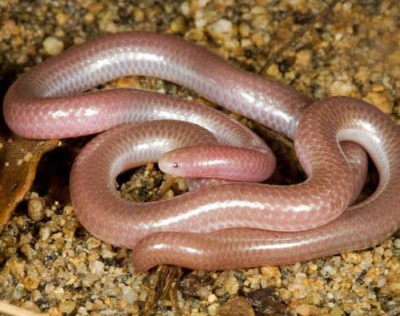 航天 世界上最小的4种小动物