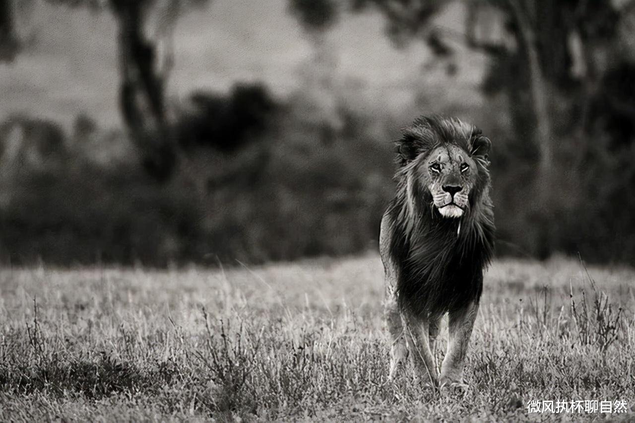 微风执杯聊自然|非洲大草原上的狮王之王，实力如同项羽、吕布，却胆小如虞姬