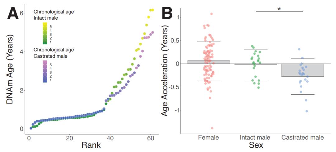 科学家 科学家发现公绵羊长寿秘密，为何人类明明可以模仿，却没人推行？