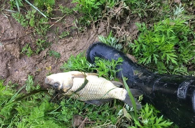 |2次野钓经历，此后钓鱼必穿水鞋，全村吃饭蛇为何是钓鱼人的大敌