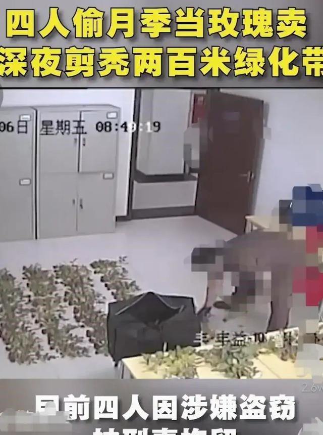 胡小小乖|北京:凌晨3点,4位大妈组团偷月季,当玫瑰卖,剪秃200米绿化带