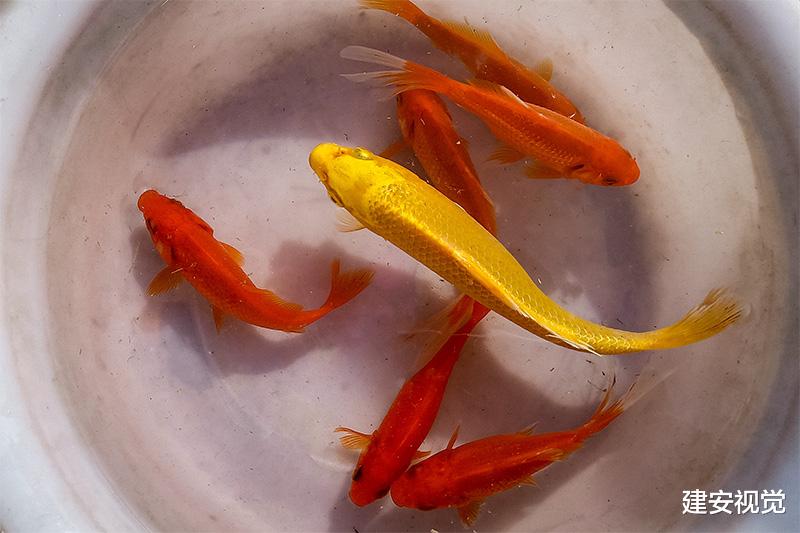 镇巴|河南安阳：年轻的宝爸、宝妈带孩子游玩不用出远门，易园里花10块钱能钓鱼半小时