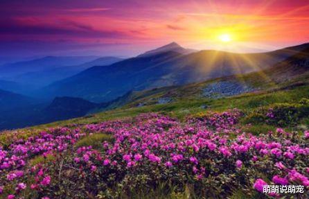 萌萌说萌宠 心理测试:四片花海你更喜欢哪片?测你现在过得幸福还是悲伤