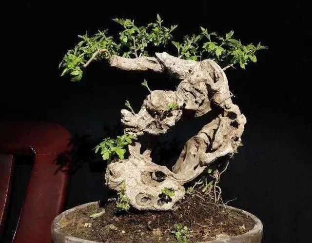 种上阳台|精辟：黄荆盆景造型，需体会“蟠扎骨架，修剪成型”！