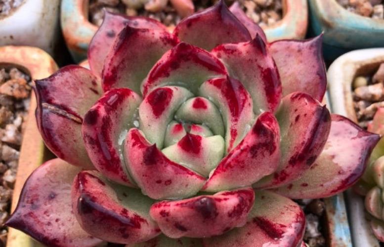 续约紫罗兰|美若红颜,甜如蜜语——多肉红颜蜜语不好养?我养过后不这么认为